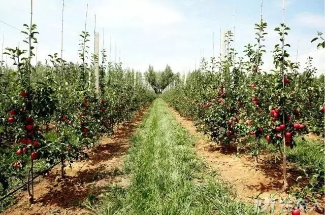 矮砧密植蘋果園管理技術！便于實現機械化管理