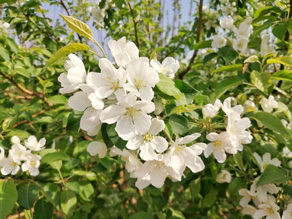 海棠生态苹果专用授粉树|四月，带你看一场海棠花开