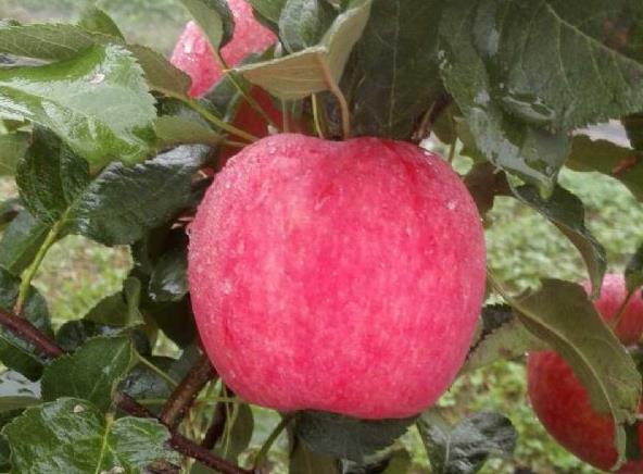 陕西海棠生态带您了解新品种秦脆苹果