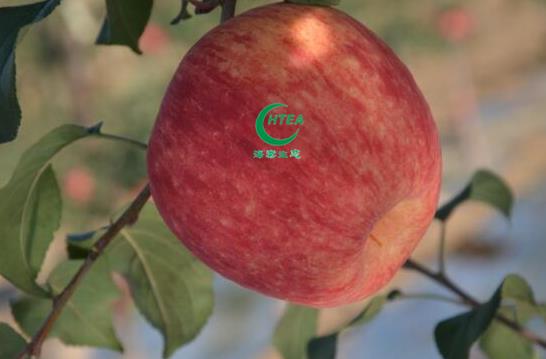 【苹果新品种】自主知识产权中晚熟苹果新贵：秦蜜