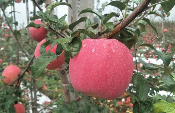蘋果品種新王子-----秦脆在不同種植區域的表現情況