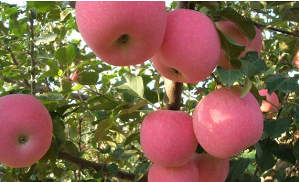 陜西省“美麗果園”創建標準（蘋果）頒布