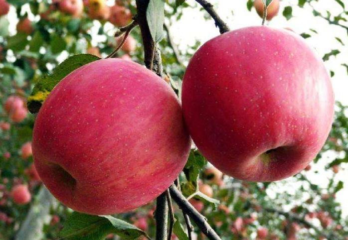 陜西蘋果苗種植