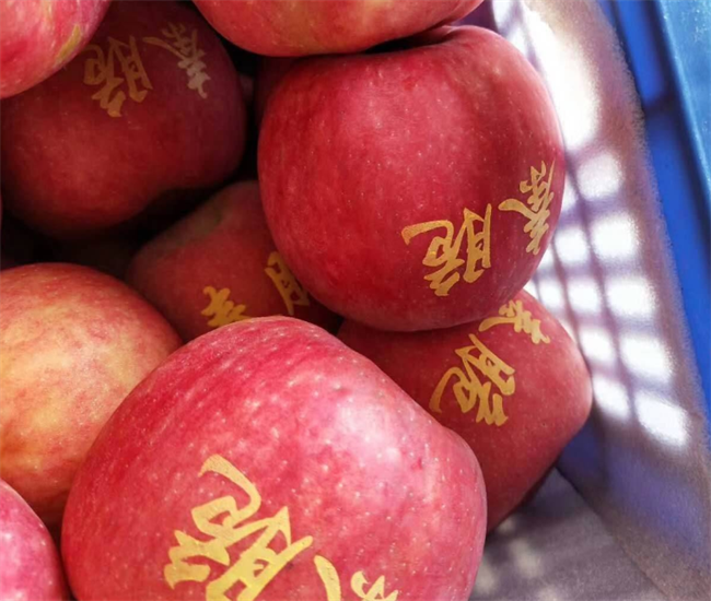 “秦脆”，一個能成為世界.好的蘋果品種