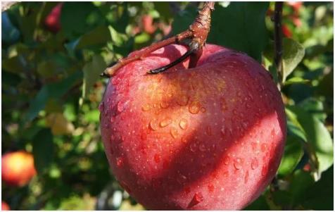 蘋果苗栽種的方法及注意事項！