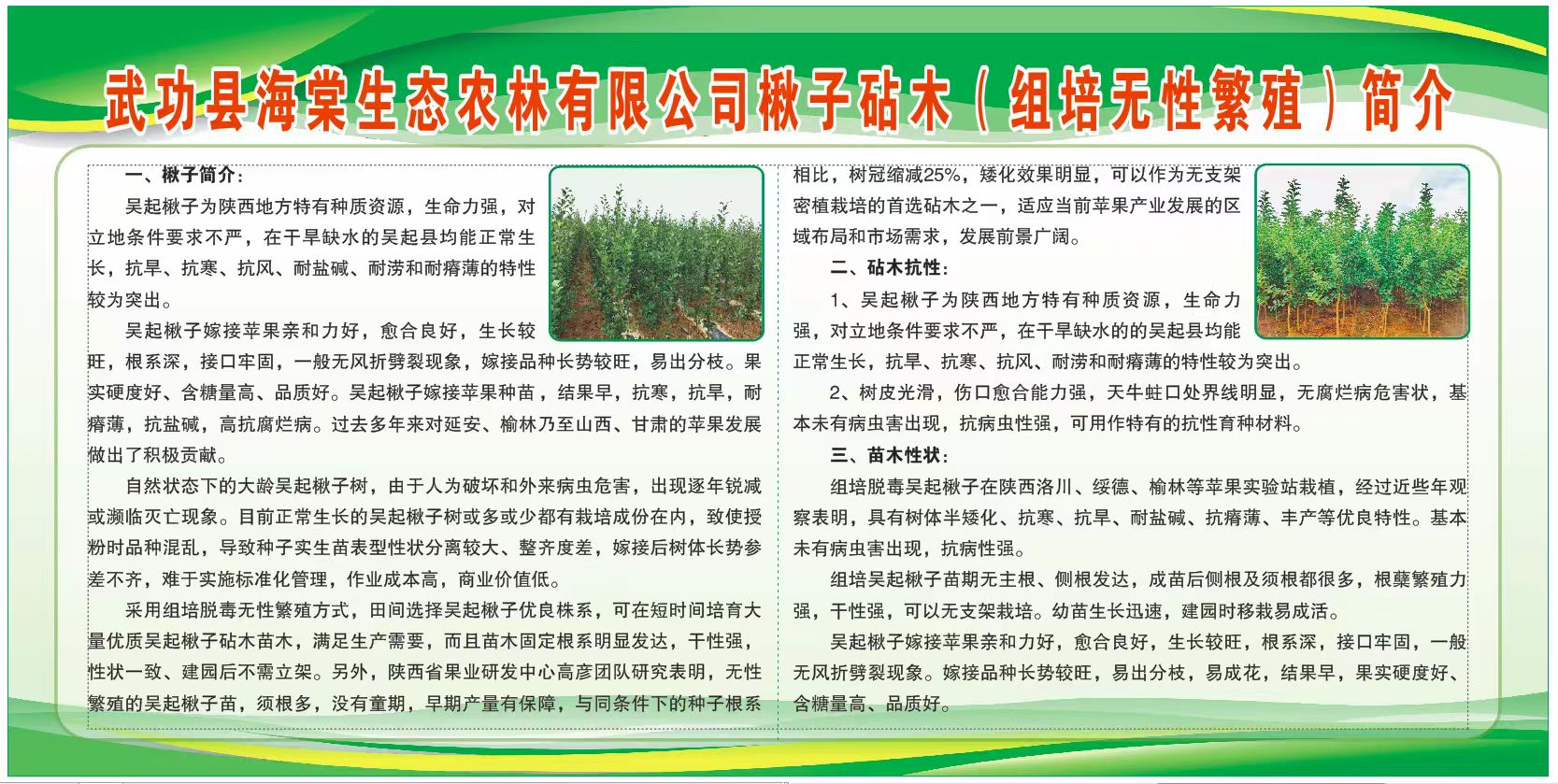 陕西楸子砧木(组培无性繁殖)