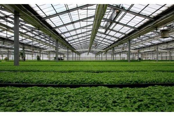四川温室大棚中种植的蔬菜怎么浇水