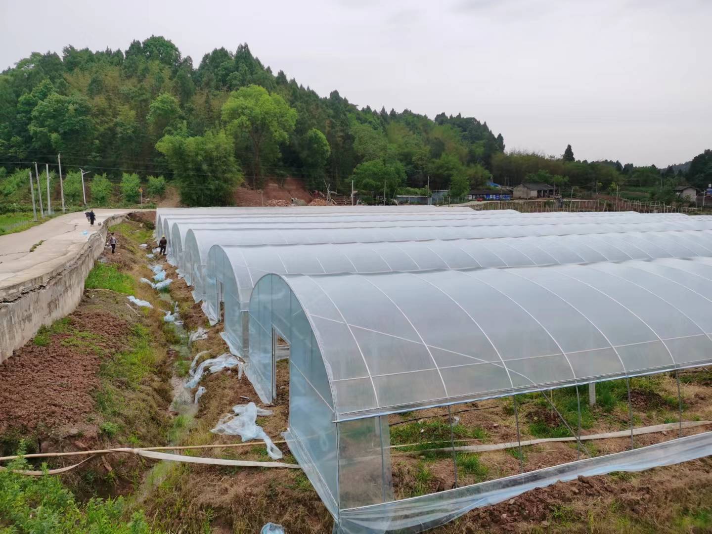 四川草莓种植大棚
