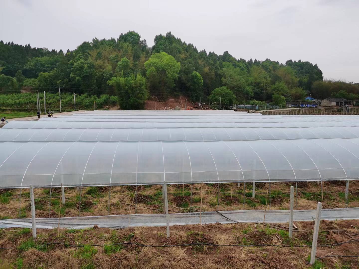 四川草莓种植大棚