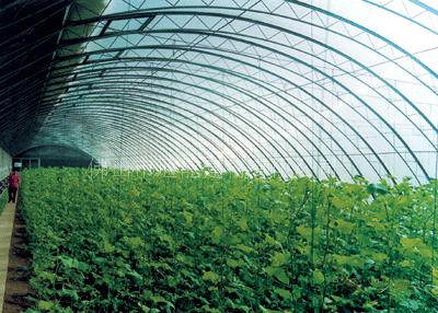 在四川温室大棚蔬菜种植的几大误区，你知道多少？