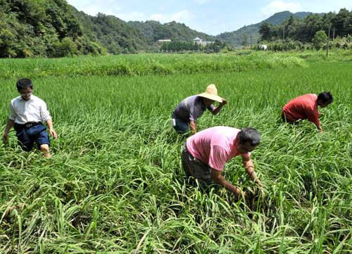 这个方案你了解吗？农业生产“三品一标”提升行动实施方案