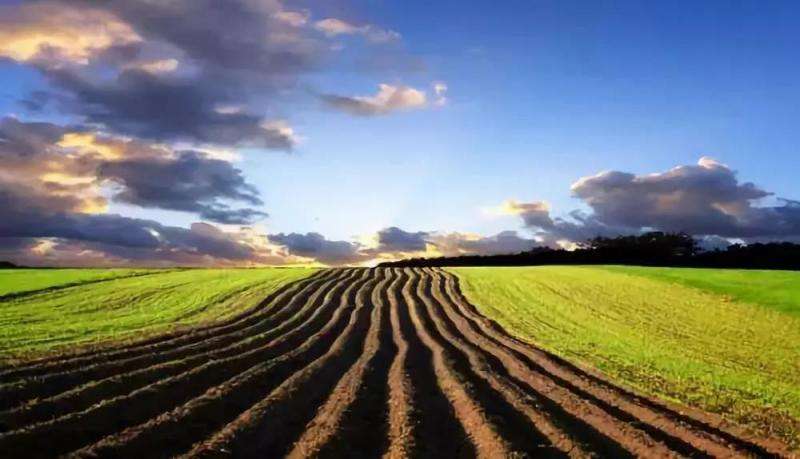 土地流转和农业生产托管各有哪些利弊?你选哪种方式?