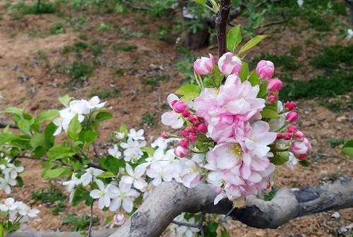 苹果花