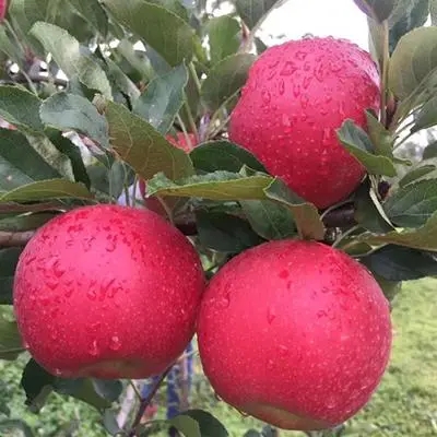 你知道华硕苹果苗栽植方法吗？