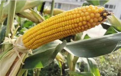 高效活性生物菌肥用於玉米，一畝地大概需要用多少?