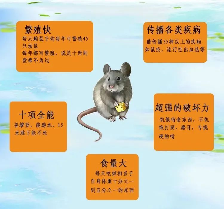 为什么要在春季灭鼠