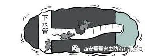 西安灭老鼠公司分享酒店灭老鼠的方法