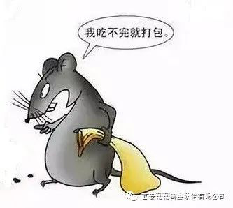 西安灭老鼠公司