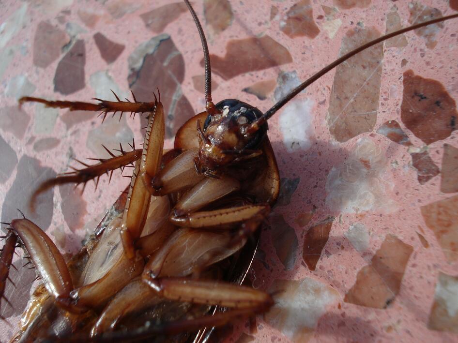 西安灭蟑螂的方法的5种方法