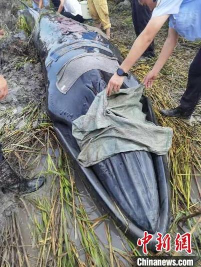 一头须鲸在浙江瑞安滩涂搁浅后续：救援12小时后死亡