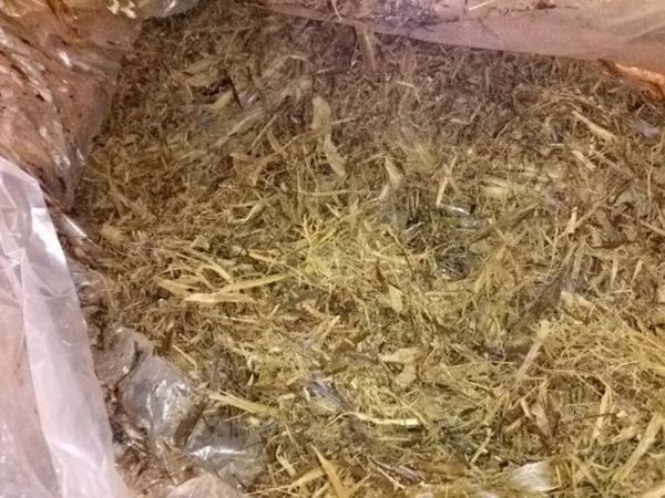 四川玉米秸秆青贮饲料