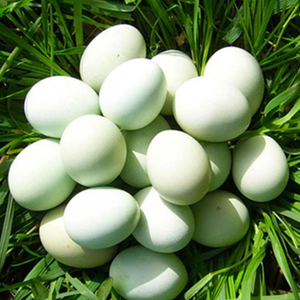 对于四川旧院黑鸡蛋的营养价值你有真 正了解过吗