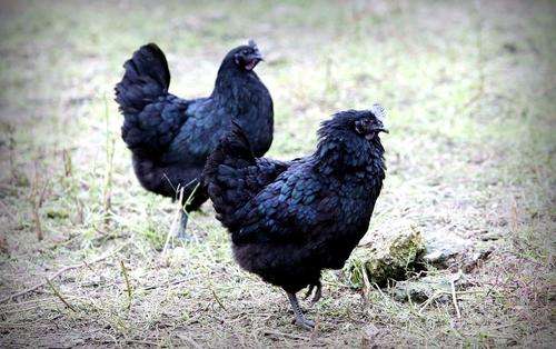 四川旧院黑鸡常见病有哪些？如何防控？