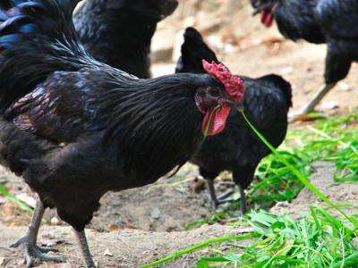 四川旧院黑鸡中大鸡饲养管理流程是什么？