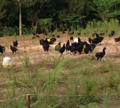 旧院黑鸡生态养殖步骤