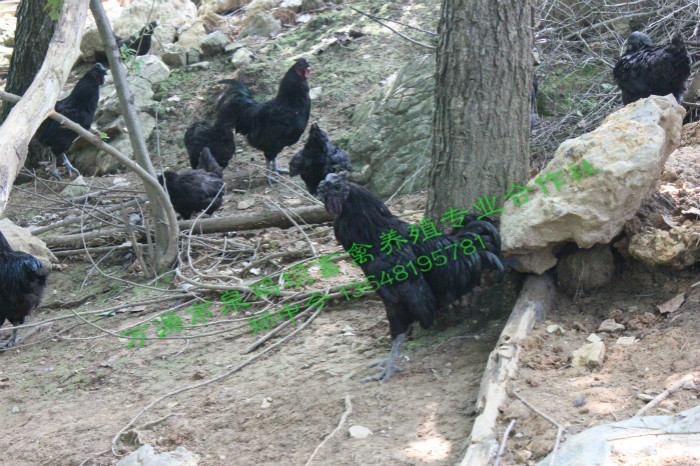 万源市泉鸡坝畜禽养殖告诉您万源旧院黑鸡的孵化技术教程