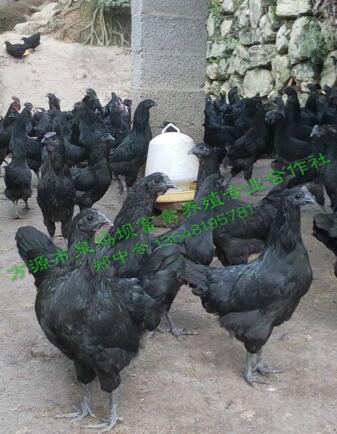 四川旧院黑鸡告诉你整只鸡怎么做才好吃！