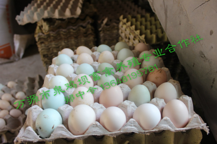 正宗四川旧院黑鸡蛋有着怎样的特点？