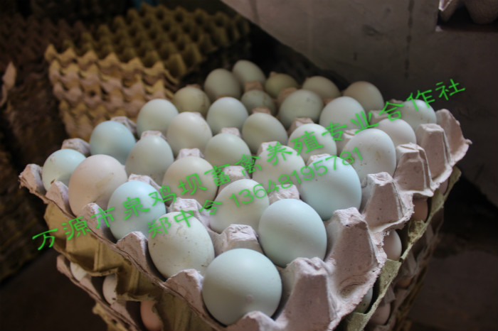 怎么辨别鸡蛋是否是正宗的四川旧院黑鸡蛋？