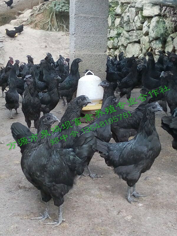 四川旧院黑鸡养殖时有哪些不一样的养殖方式呢