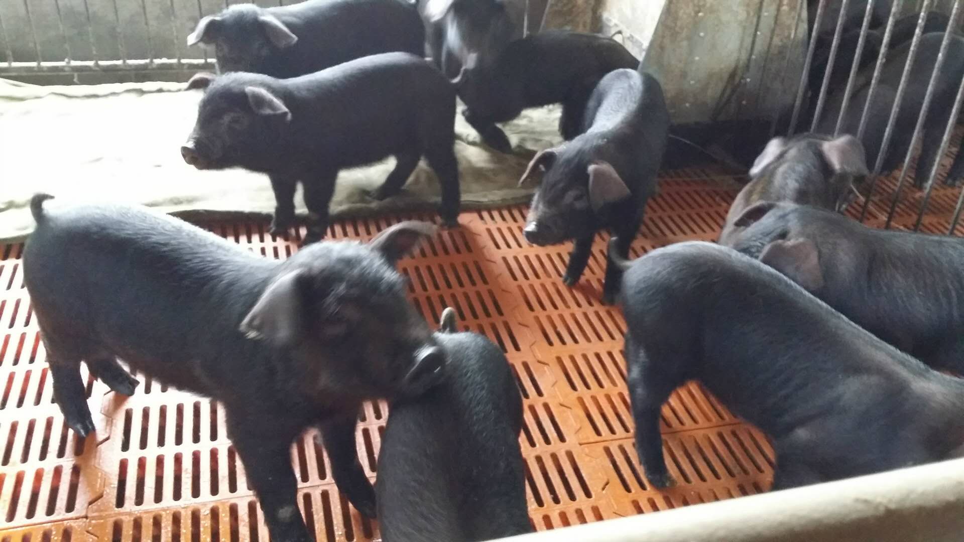 陕西畜牧养殖-黑猪肉