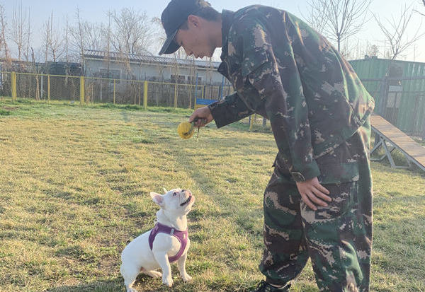 西安宠物犬培训基地 