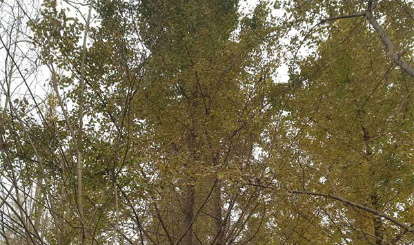 溫江綠化苗木