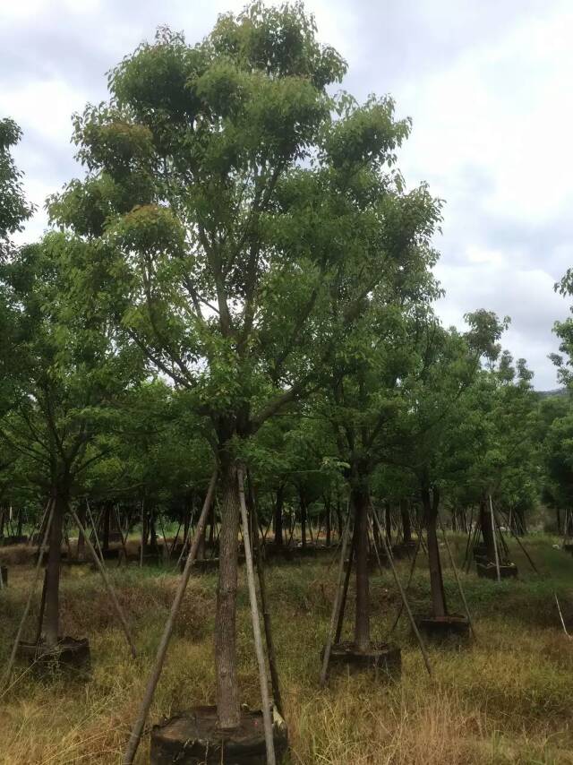 綠化苗木