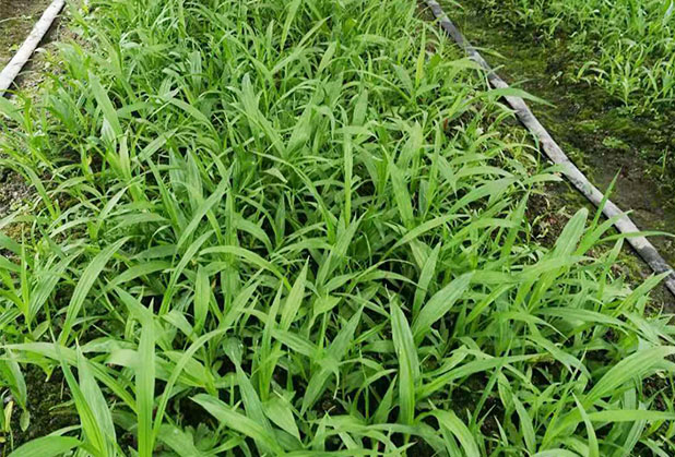 梧州中药材种植栽培