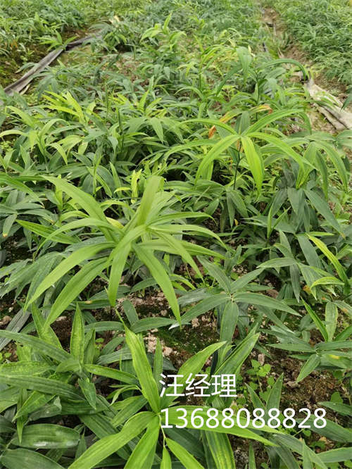 桂林中药材种植