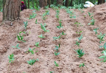 黄精种苗种植肺腑箴言及技术要点