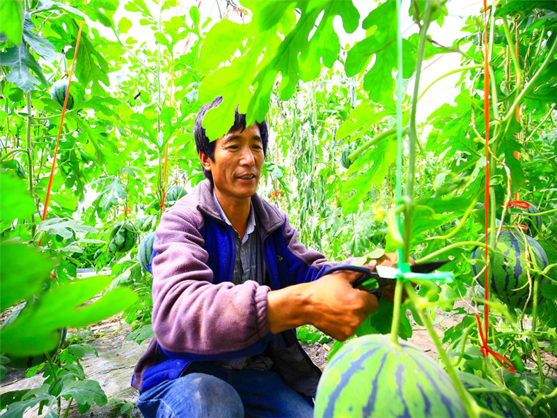农民丰收丨新疆托克逊：大棚西瓜丰收忙