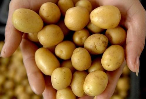 马铃薯原种如何生产？生产基地需要符合哪些要求？