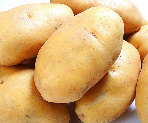 内蒙古马铃薯种植技术