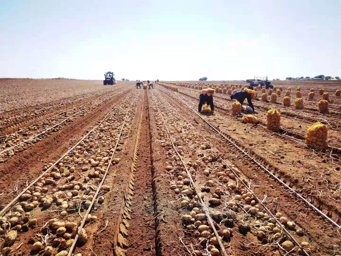 政策扶持鑫雨種業參與馬鈴薯良繁基地建設