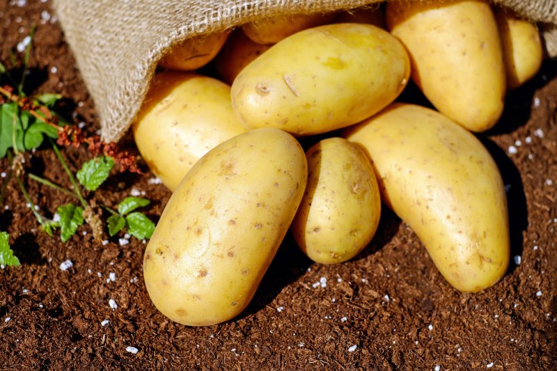 种植马铃薯是否需要摘花摘蕾？