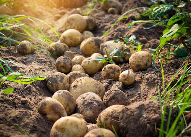 秋土豆是如何種植的？