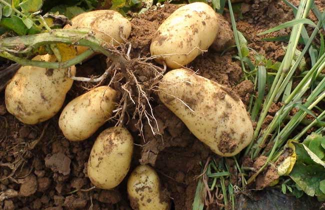 土豆种植技术的要点有哪些？