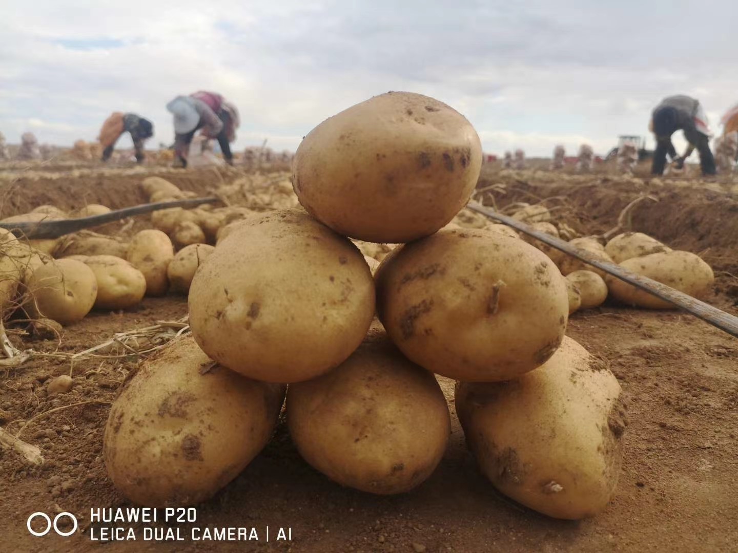内蒙古鑫雨马铃薯种植