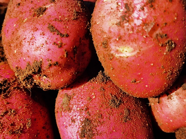 种植土豆对土壤的要求是什么？